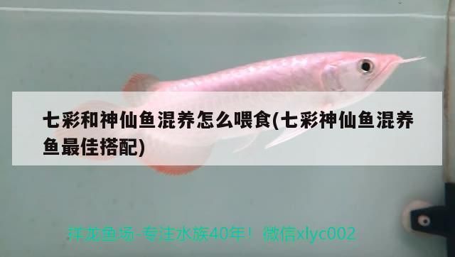七彩和神仙魚混養怎么喂食(七彩神仙魚混養魚最佳搭配)（七彩和神仙魚混養怎么喂食）