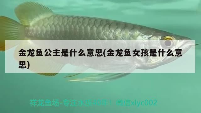 金龍魚公主是什么意思(金龍魚女孩是什么意思)（《海賊王》金龍魚公主和金龍魚公主是什么意思、金龍魚公主是什么）