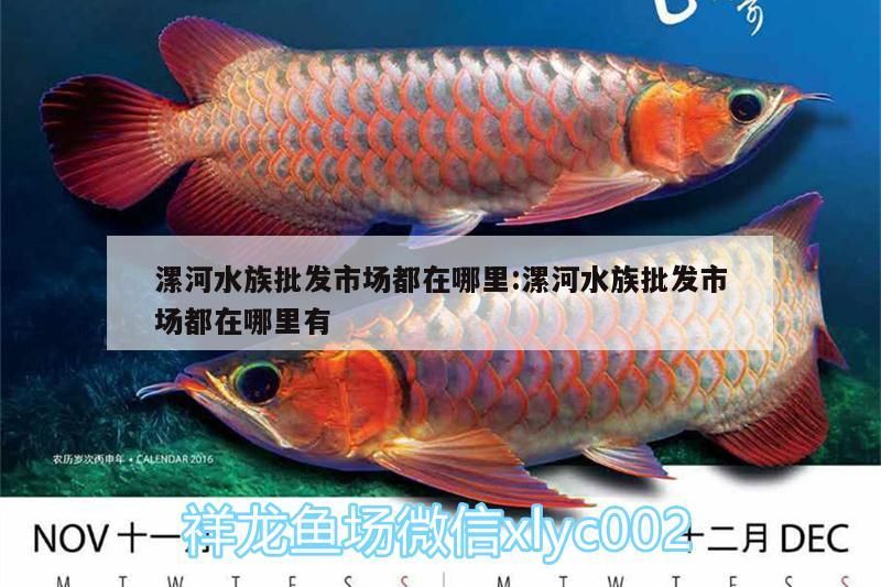 <strong><mark>漯河</mark></strong>水族批發(fā)市場都在哪里:<strong><mark>漯河</mark></strong>水族批發(fā)市場都在哪里有（<strong><mark>漯河</mark></strong>水族批發(fā)市場）