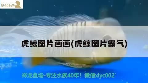 虎鯨圖片畫畫(虎鯨圖片霸氣)（世界上最大的動(dòng)物——虎鯨）