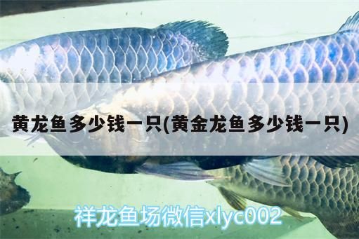 黃龍魚多少錢一只(黃金龍魚多少錢一只)（黃金龍魚多少錢一只）