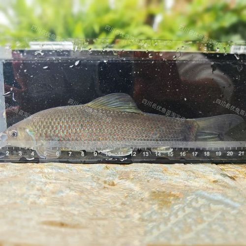 大青龍魚的最大尺寸能長多大？（世界上最大的青龍多少米）