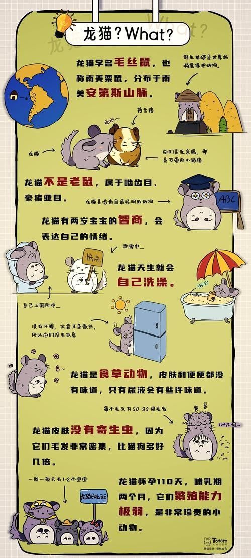 如何預防龍貓消化不良（如何預防龍貓的消化不良）