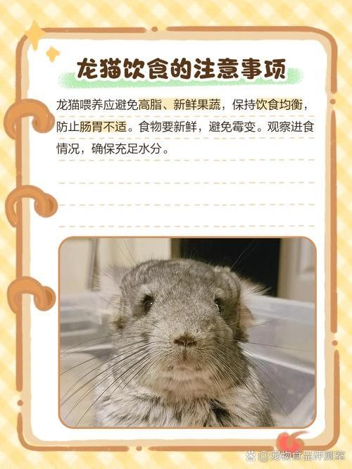 如何預防龍貓消化不良（如何預防龍貓的消化不良）
