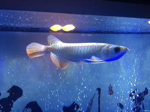 藍底細框金龍魚的特點（如何飼養藍底細框金龍魚） 藍底細框金龍魚的特點（如何飼養藍底細框金龍魚） 龍魚百科 第6張