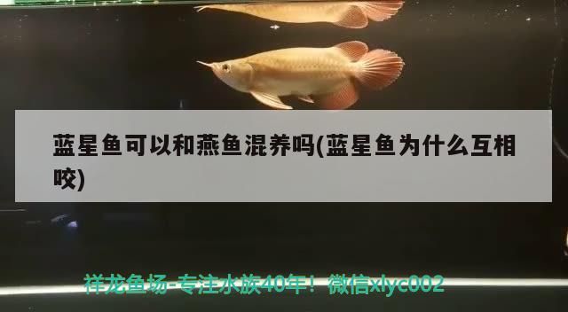 藍星魚可以和燕魚混養嗎(藍星魚為什么互相咬)（星星魚可以和燕魚混養嗎）
