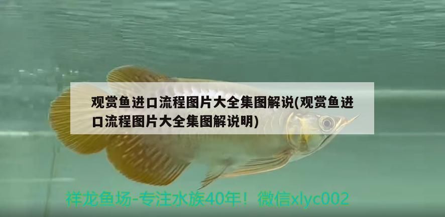 觀賞魚進口流程圖片大全集圖解說(觀賞魚進口流程圖片大全集圖解說明)（觀賞魚進口流程圖片大全集圖解說）