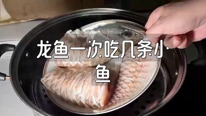 紅龍魚苗的喂養注意事項（喂養紅龍魚苗的注意事項）
