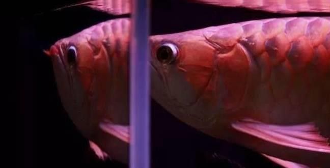 如何預防龍魚頭部小黑點的產生（如何預防龍魚頭部小黑點產生？）