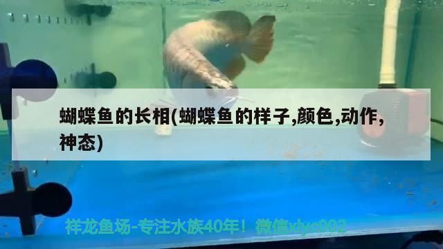 蝴蝶魚的長相(蝴蝶魚的樣子,顏色,動作,神態)（蝴蝶魚的品種其實有哪些品種，蝴蝶魚的品種有哪些）