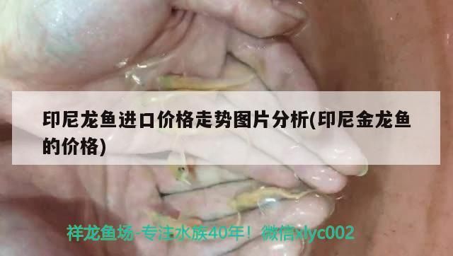 印尼龍魚進口價格走勢圖片分析(印尼金龍魚的價格)（印尼龍魚的進口價格走勢圖片分析）