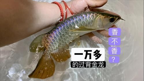 給我一些金龍魚過背和高背的圖片（關(guān)于金龍魚過背和高背的圖片） 給我一些金龍魚過背和高背的圖片（關(guān)于金龍魚過背和高背的圖片） 龍魚百科 第27張