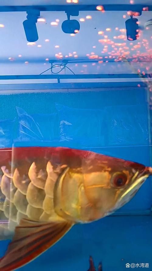 藍色龍魚需要什么樣的水質(zhì)？（彩虹青年熱帶魚藍龍怎么養(yǎng)快樂生活龍魚養(yǎng)殖注意事項）