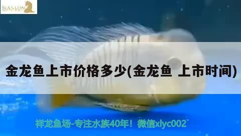 金龍魚上市價格多少(金龍魚上市時間)（金龍魚上市價格多少）