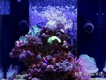紅龍魚缸需要搭配造浪泵嗎（紅龍魚缸是否需要搭配造浪泵） 紅龍魚缸需要搭配造浪泵嗎（紅龍魚缸是否需要搭配造浪泵） 龍魚百科 第7張