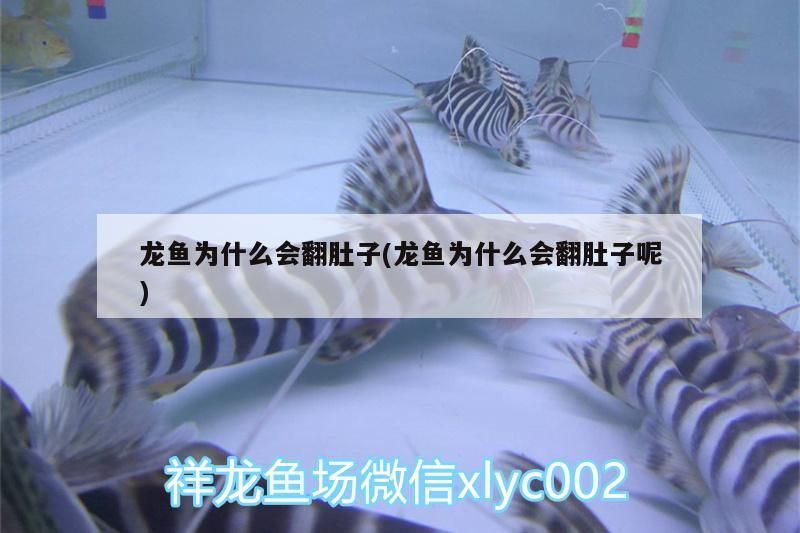 龍魚為什么會翻肚子(龍魚為什么會翻肚子呢)（龍魚為什么會翻肚子）