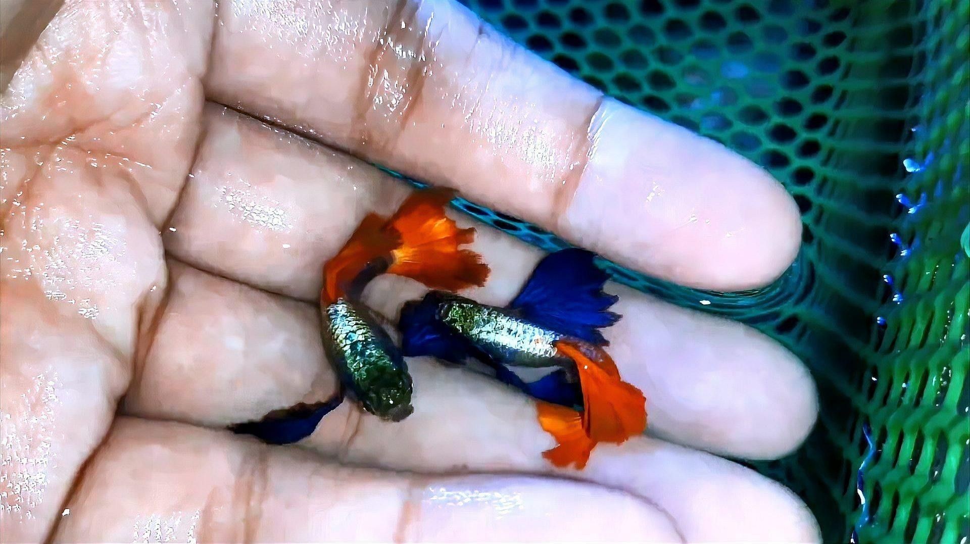 孔雀魚需要多少度的水溫？（養(yǎng)孔雀魚多少度水溫合適） 孔雀魚需要多少度的水溫？（養(yǎng)孔雀魚多少度水溫合適） 龍魚百科 第7張