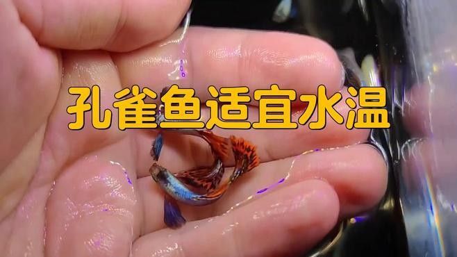 孔雀魚需要多少度的水溫？（養(yǎng)孔雀魚多少度水溫合適） 孔雀魚需要多少度的水溫？（養(yǎng)孔雀魚多少度水溫合適） 龍魚百科 第2張