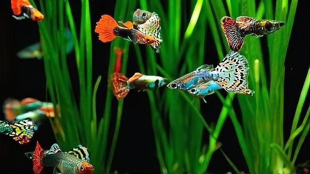 孔雀魚需要多少度的水溫？（養(yǎng)孔雀魚多少度水溫合適） 孔雀魚需要多少度的水溫？（養(yǎng)孔雀魚多少度水溫合適） 龍魚百科 第14張