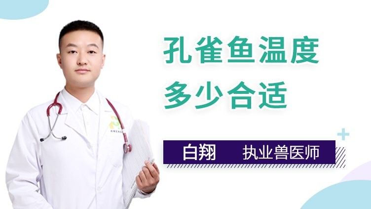 孔雀魚需要多少度的水溫？（養(yǎng)孔雀魚多少度水溫合適） 孔雀魚需要多少度的水溫？（養(yǎng)孔雀魚多少度水溫合適） 龍魚百科 第12張