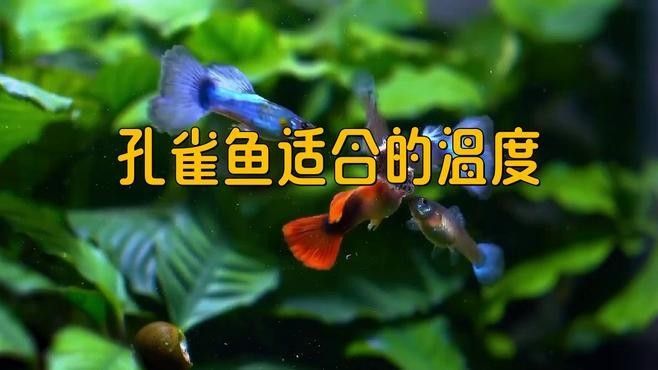 孔雀魚需要多少度的水溫？（養(yǎng)孔雀魚多少度水溫合適） 孔雀魚需要多少度的水溫？（養(yǎng)孔雀魚多少度水溫合適） 龍魚百科 第4張