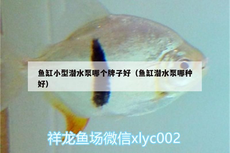 魚缸小型潛水泵哪個牌子好（魚缸潛水泵哪種好）（魚缸小型潛水泵哪個牌子好）