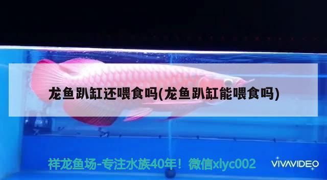 龍魚趴缸還喂食嗎(龍魚趴缸能喂食嗎)（龍魚趴缸怎么辦）