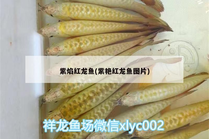 紫焰紅龍魚(紫艷紅龍魚圖片)（紫焰紅龍魚圖片、紫焰紅龍魚圖片、紫焰紅龍魚圖片、紫焰紅龍魚）