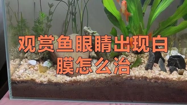 蒙眼病多久會傳染給其他魚（養(yǎng)魚老道，千萬別把觀賞魚的蒙眼病不當(dāng)一回事，有些是水霉前兆）