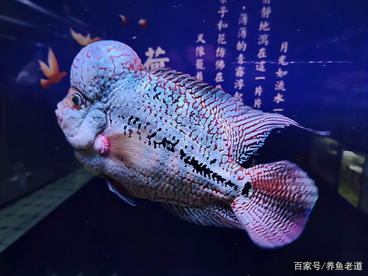 蒙眼病多久會傳染給其他魚（養(yǎng)魚老道，千萬別把觀賞魚的蒙眼病不當(dāng)一回事，有些是水霉前兆）