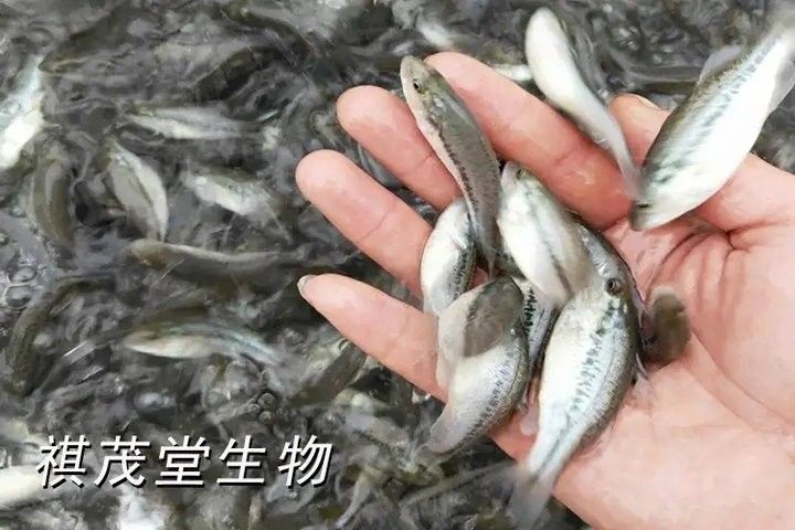 蒙眼病多久會傳染給其他魚（養(yǎng)魚老道，千萬別把觀賞魚的蒙眼病不當(dāng)一回事，有些是水霉前兆）