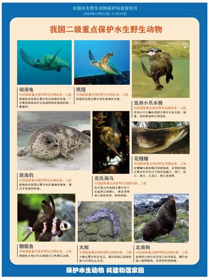有哪些保護標識牌包含過山龍魚圖片？（保護標識牌中包含過山龍魚圖片的具體案例） 有哪些保護標識牌包含過山龍魚圖片？（保護標識牌中包含過山龍魚圖片的具體案例） 龍魚百科 第25張