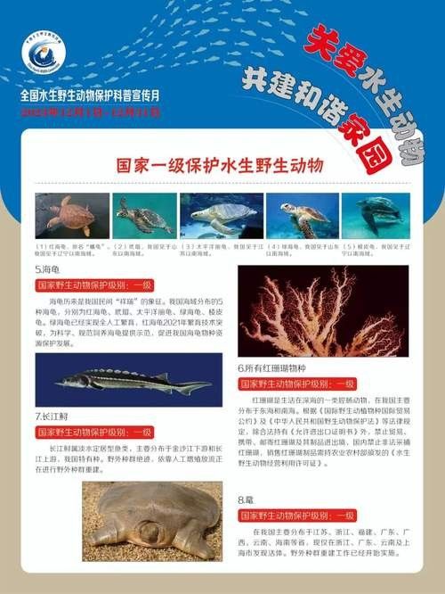 有哪些保護標識牌包含過山龍魚圖片？（保護標識牌中包含過山龍魚圖片的具體案例） 有哪些保護標識牌包含過山龍魚圖片？（保護標識牌中包含過山龍魚圖片的具體案例） 龍魚百科 第22張