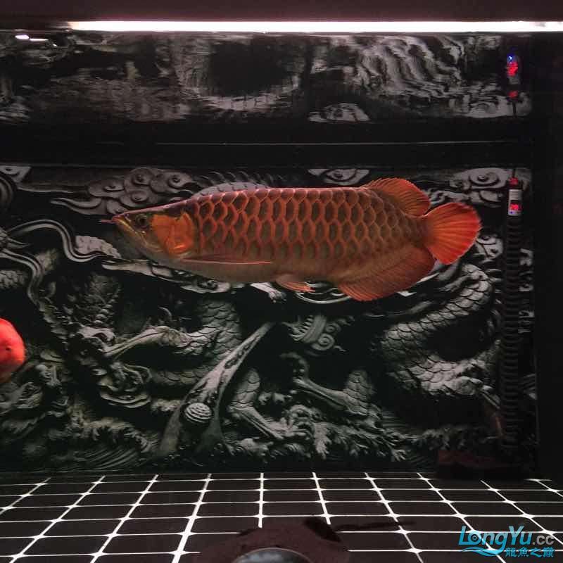 夜晚賞魚發現他格外的美（夜晚賞魚） 夜晚賞魚發現他格外的美（夜晚賞魚） 觀賞魚百科 第1張