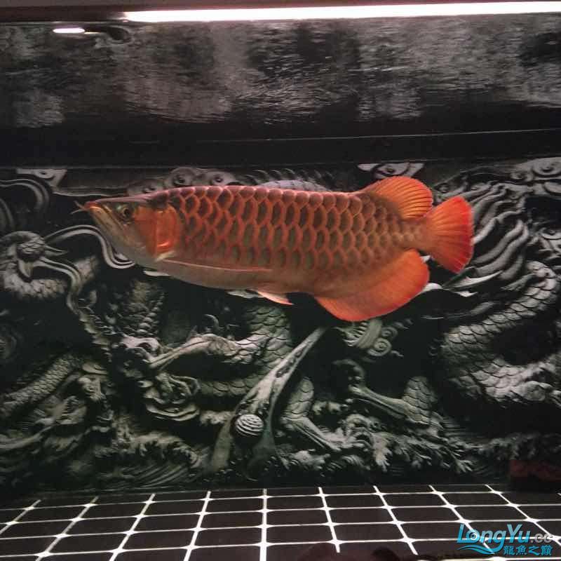 夜晚賞魚發現他格外的美（夜晚賞魚） 夜晚賞魚發現他格外的美（夜晚賞魚） 觀賞魚百科 第2張