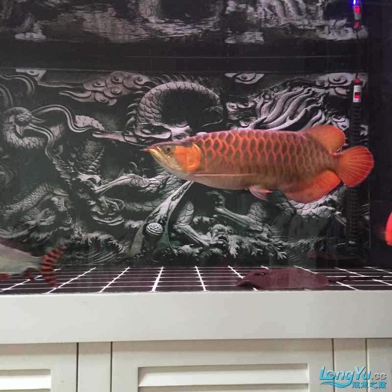 夜晚賞魚發現他格外的美（夜晚賞魚） 夜晚賞魚發現他格外的美（夜晚賞魚） 觀賞魚百科 第4張