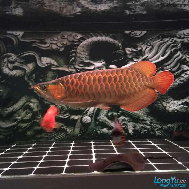 夜晚賞魚發現他格外的美（夜晚賞魚） 夜晚賞魚發現他格外的美（夜晚賞魚） 觀賞魚百科 第3張