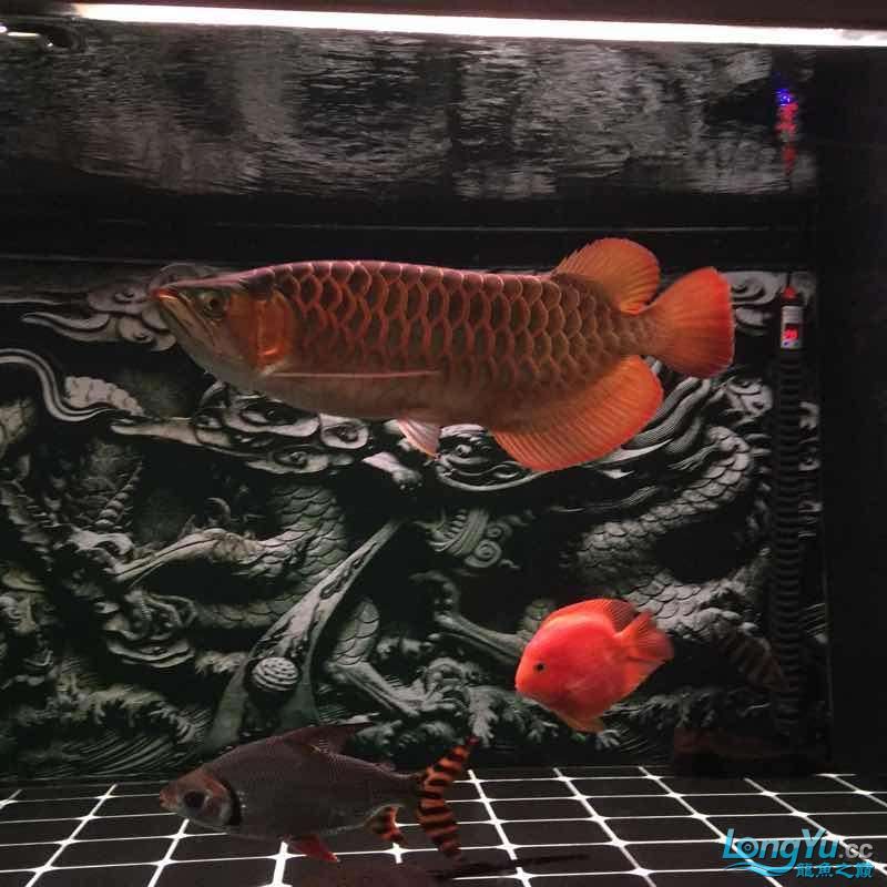 夜晚賞魚發現他格外的美（夜晚賞魚） 夜晚賞魚發現他格外的美（夜晚賞魚） 觀賞魚百科 第5張