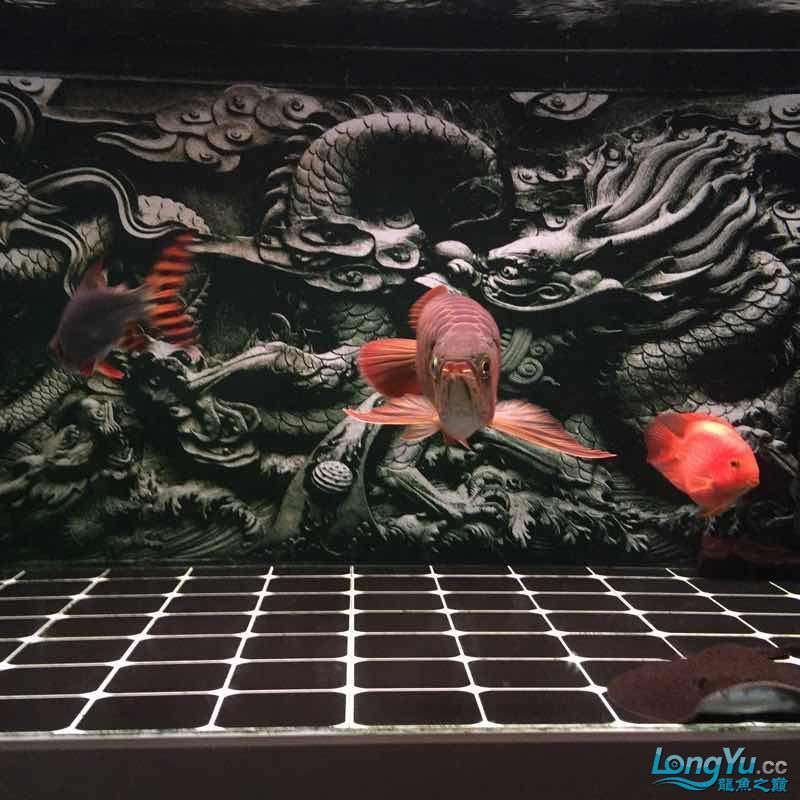 夜晚賞魚發現他格外的美（夜晚賞魚） 夜晚賞魚發現他格外的美（夜晚賞魚） 觀賞魚百科 第6張