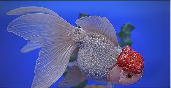 龍魚爛尾能自愈嗎？（龍魚爛尾是否能自愈）