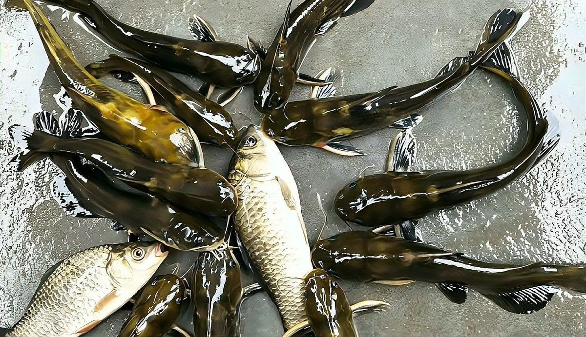 如何快速提升釣魚技能？（10個核心技巧助你從零基礎(chǔ)變身野釣達(dá)人仟小魚）