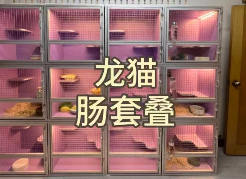 龍貓術后如何護理（龍貓寵物術后護理龍貓術后多久可以恢復健康的環境）