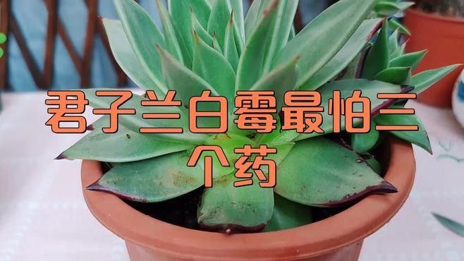白霉病如何治療（梁琳副主任醫(yī)師三甲霉菌怎么去除梁琳副主任醫(yī)師三甲霉菌怎么去除）