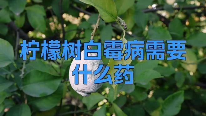 白霉病如何治療（梁琳副主任醫(yī)師三甲霉菌怎么去除梁琳副主任醫(yī)師三甲霉菌怎么去除）