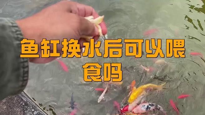 藍曼龍魚換水后需要喂食嗎？（藍曼龍魚在換水后是否需要喂食）
