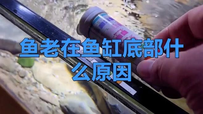 龍魚缸底游動如何改善？（如何改善魚缸底游動的問題） 龍魚缸底游動如何改善？（如何改善魚缸底游動的問題） 龍魚百科 第1張