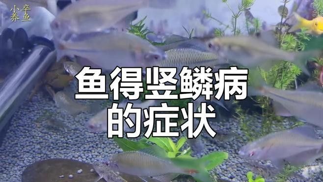龍魚黑鱗病和立鱗病的癥狀有哪些（魚黑鱗病和立鱗病是兩種常見的魚類疾病）