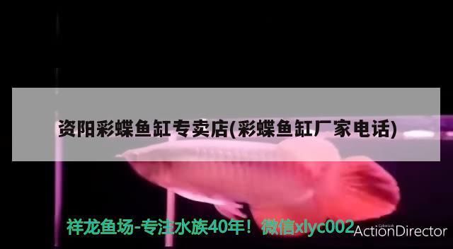 資陽彩蝶魚缸專賣店(彩蝶魚缸廠家電話)（汕頭是有彩蝶魚缸賣資陽彩蝶魚缸專賣店的）