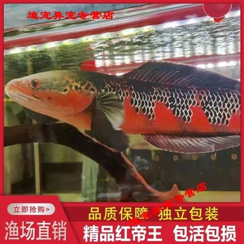紅帝王魔神雷龍魚的價格是多少？（如何判斷紅帝王魔神雷龍魚苗的價格高低）