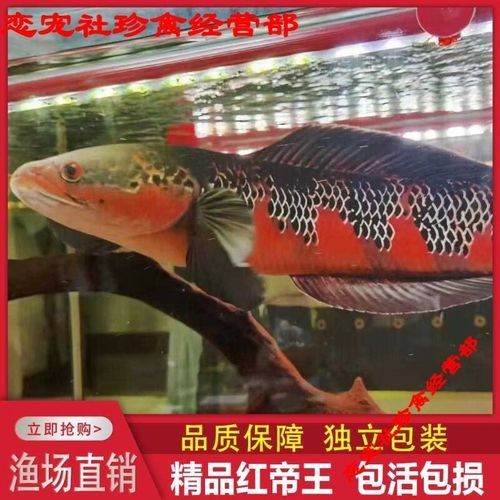 紅帝王魔神雷龍魚的價格是多少？（如何判斷紅帝王魔神雷龍魚苗的價格高低）